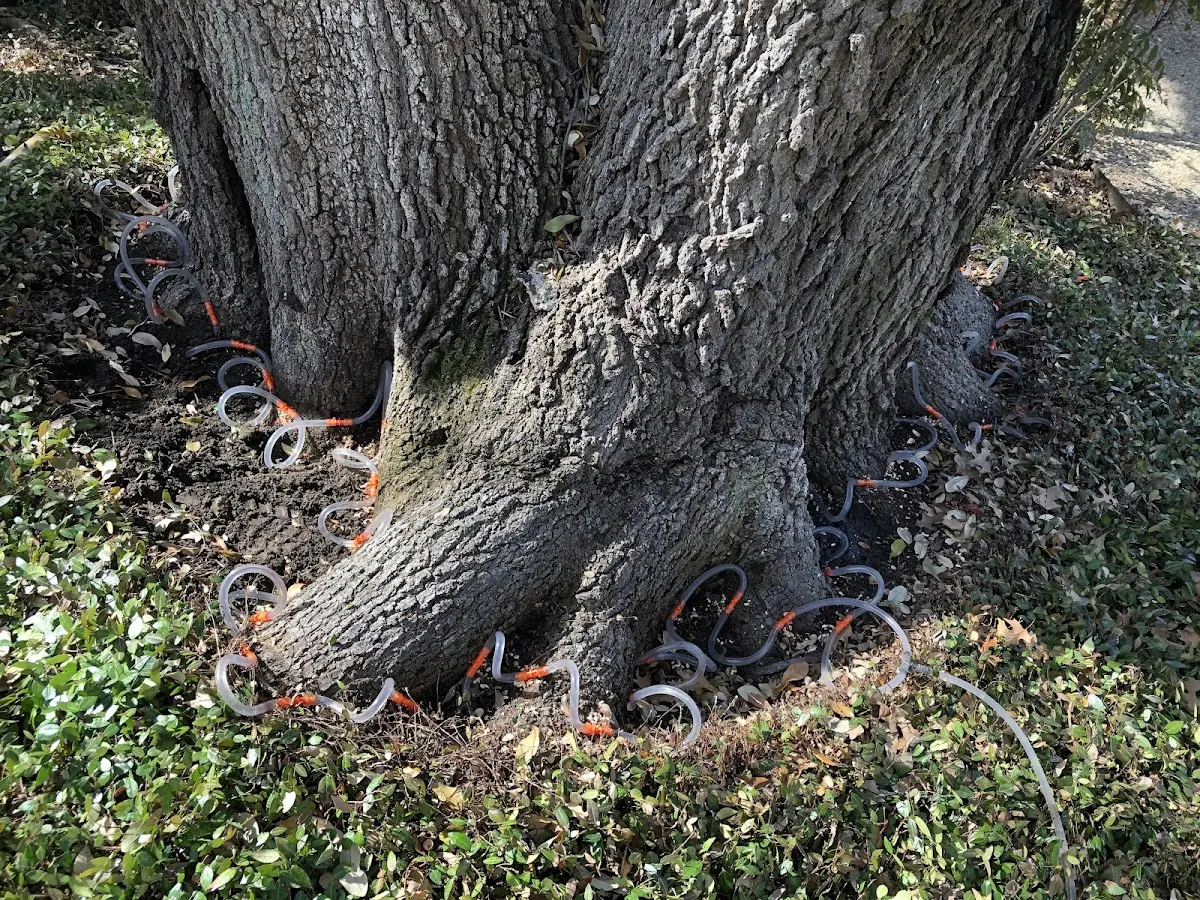 Detailed Shrub and Hedge Trimming job site in Anson