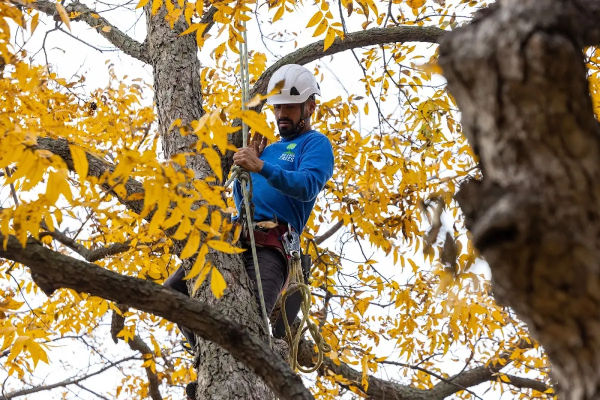 Skilled Tree Transplanting crew working in Anson